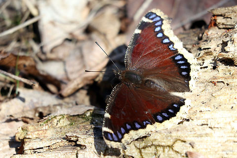 Mourning Cloak The Mourning Cloak (Nymphalis antiopa) butterfly is one of the first to be seen in Spring, on NCC27 Greenbelt Trail, Ottawa, Ontario, Canada. Canada,Geotagged,Mourning Cloak,NCC27 Greenbelt Trail,Nymphalis antiopa,Ontario,Ottawa,Spring,butterfly