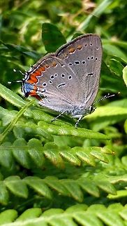 Acadian Hairstreak Sitting on a fern beside a dirt road, an Acadian Hairstreak (Satyrium acadica) at Alleyn-et-Cawood, Quebec, Canada. Acadian Hairstreak,Acadian hairstreak,Alleyn-et-Cawood,Canada,Geotagged,Quebec,Satyrium acadica,Summer,butterfly