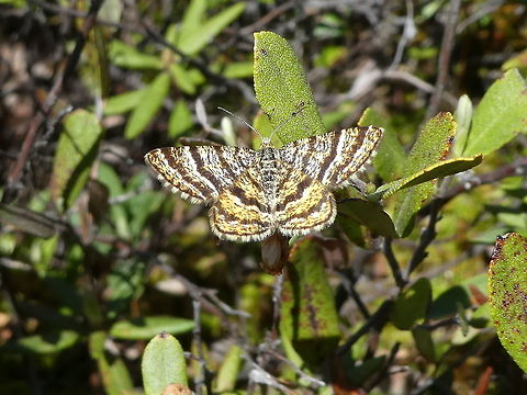 Black-banded Orange Moth In the thick of the bog, the Black-banded Orange Moth (Epelis truncataria) can be seen dancing from leaf to leaf at the Mer Bleue Conservation Area, Ottawa, Ontario, Canada. Ramsar site no. 755. Black-banded Orange Moth,Canada,Epelis truncataria,Geotagged,Mer Bleue Conservation Area,Ontario,Ottawa,Spring,truncataria