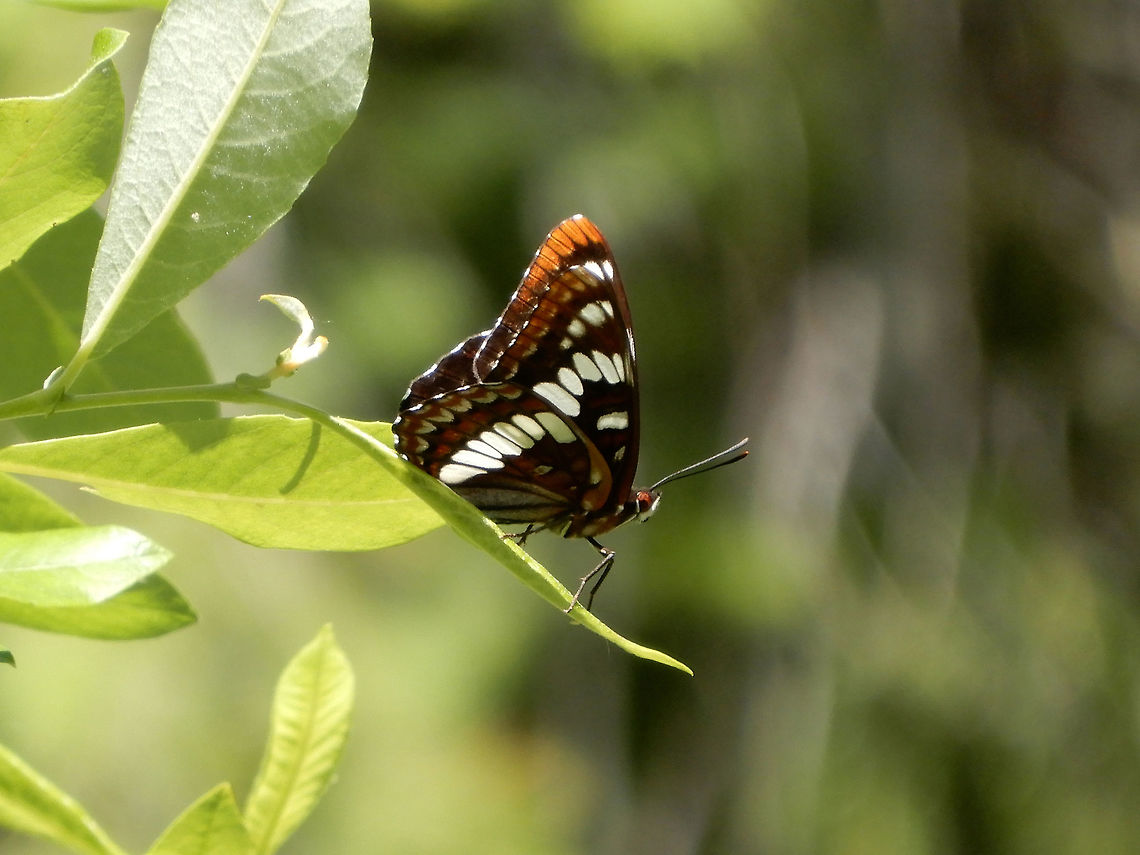 Lorquin's Admiral Resting at the edge of the tree line, a Lorquin&#039;s Admiral (Limenitis lorquini) is found at Mount Revelstoke National Park, British Columbia, Canada. British Columbia,Canada,Geotagged,Limenitis lorquini,Lorquin's Admiral,Lorquins admiral,Mount Revelstoke National Park,Spring,butterfly
