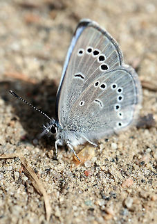 Silvery Blue Butterfly Along the road, a Silvery Blue (Glaucopsyche lygdamus) butterfly sits in the sun at Alleyn-et-Cawood, Quebec, Canada. Alleyn-et-Cawood,Canada,Geotagged,Glaucopsyche lygdamus,Quebec,Silvery Blue,Spring,butterfly
