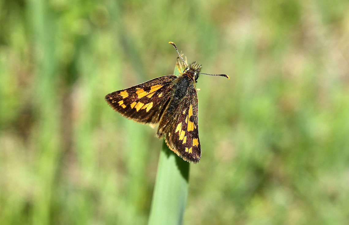 Arctic Skipper Butterfly Keeping an eye out over his territory, an Arctic Skipper (Carterocephalus palaemon) butterfly perches atop a blade of grass at the Mer Bleue Conservation Area, Ottawa, Ontario, Canada. Ramsar site no. 755. Arctic Skipper,Canada,Carterocephalus palaemon,Chequered skipper,Geotagged,Mer Bleue Conservation Area,Ontario,Ottawa,Ramsar wetland,Spring,butterfly