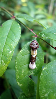 Giant Swallowtail Caterpillar The Giant Swallowtail Caterpillar (Papilio cresphontes) resembles bird droppings to deter predators and if that doesn't work they use their red osmeterium. These are 'horns' which they can display & then retract. The colouration is dingy brown & or olive with white patches & small patches of purple. On Prickly Ash (Zanthoxylum americanum) Shirleys Bay, Ottawa, Ontario, Canada. Canada,Geotagged,Giant Swallowtail,Giant Swallowtail Caterpillar,Ontario,Ottawa,Papilio cresphontes,Shirleys Bay,Summer