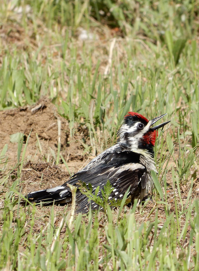 Yellow-bellied Sapsucker Woodpecker Comfortable on the ground, a Yellow-bellied Sapsucker (Sphyrapicus varius) woodpecker is singing at the Mer Bleue Conservation Area, Ottawa, Ontario, Canada. Ramsar site no. 755. Canada,Geotagged,Mer Bleue Conservation Area,Ontario,Ottawa,Ramsar wetland,Sphyrapicus varius,Spring,Yellow-bellied Sapsucker,Yellow-bellied sapsucker,woodpecker
