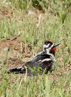 Yellow-bellied Sapsucker Woodpecker Comfortable on the ground, a Yellow-bellied Sapsucker (Sphyrapicus varius) woodpecker is singing at the Mer Bleue Conservation Area, Ottawa, Ontario, Canada. Ramsar site no. 755. Canada,Geotagged,Mer Bleue Conservation Area,Ontario,Ottawa,Ramsar wetland,Sphyrapicus varius,Spring,Yellow-bellied Sapsucker,Yellow-bellied sapsucker,woodpecker