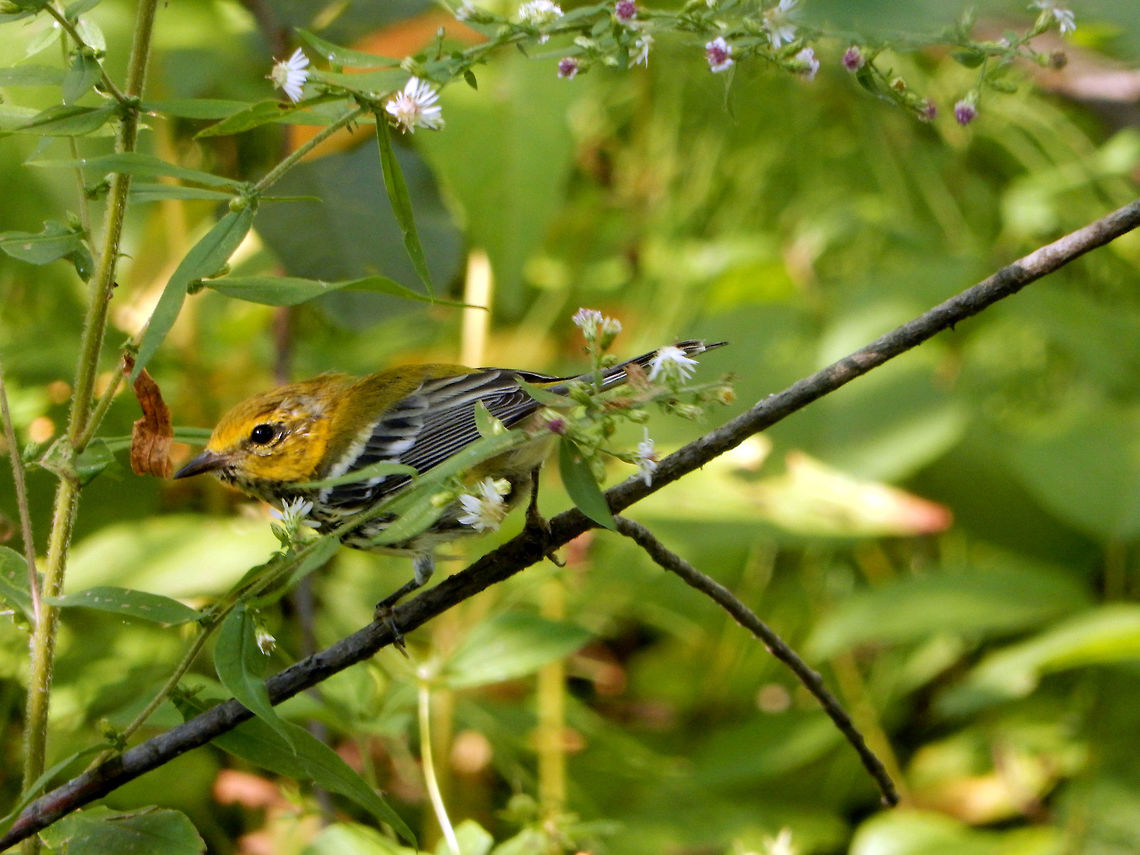 Black-throated Green Warbler In the underbrush a Black-throated Green Warbler (Setophaga virens) nips at the small flowers at Mud Lake, Britannia Conservation Area, Ottawa, Ontario, Canada. Black-throated Green Warbler,Britannia Conservation Area,Canada,Geotagged,Mud Lake,Ontario,Ottawa,Setophaga virens,Summer,birds