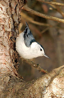 White-breasted Nuthatch A White-breasted Nuthatch (Sitta carolinensis) hanging out on the Sarsaparilla Trail, Ottawa, Ontario, Canada. Canada,Geotagged,Ontario,Ottawa,Sarsaparilla Trail,Sitta carolinensis,Spring,White-breasted Nuthatch,White-breasted nuthatch,birds