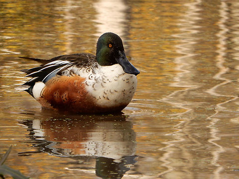 Northern Shoveler My favourite duck. Northern Shoveler (Anas clypeata) sits in the swampy waters of Mud Lake, Ottawa, Ontario, Canada. Anas clypeata,Canada,Fall,Geotagged,Mud Lake,Northern Shoveler,Ontario,Ottawa,birds,ducks