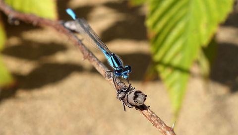 Azure Bluet Identifying damselflies I find to be the most complicated, but this is an Azure Bluet (Enallagma aspersum) I was told, found at a small sandy lake in Dunrobin, Ottawa, Ontario, Canada. Conservation Status: vulnerable (S3) in Ontario, CA (NatureServe). Azure Bluet,Canada,Dunrobin,Enallagma aspersum,Geotagged,Ontario,Ottawa,Summer,damselfly