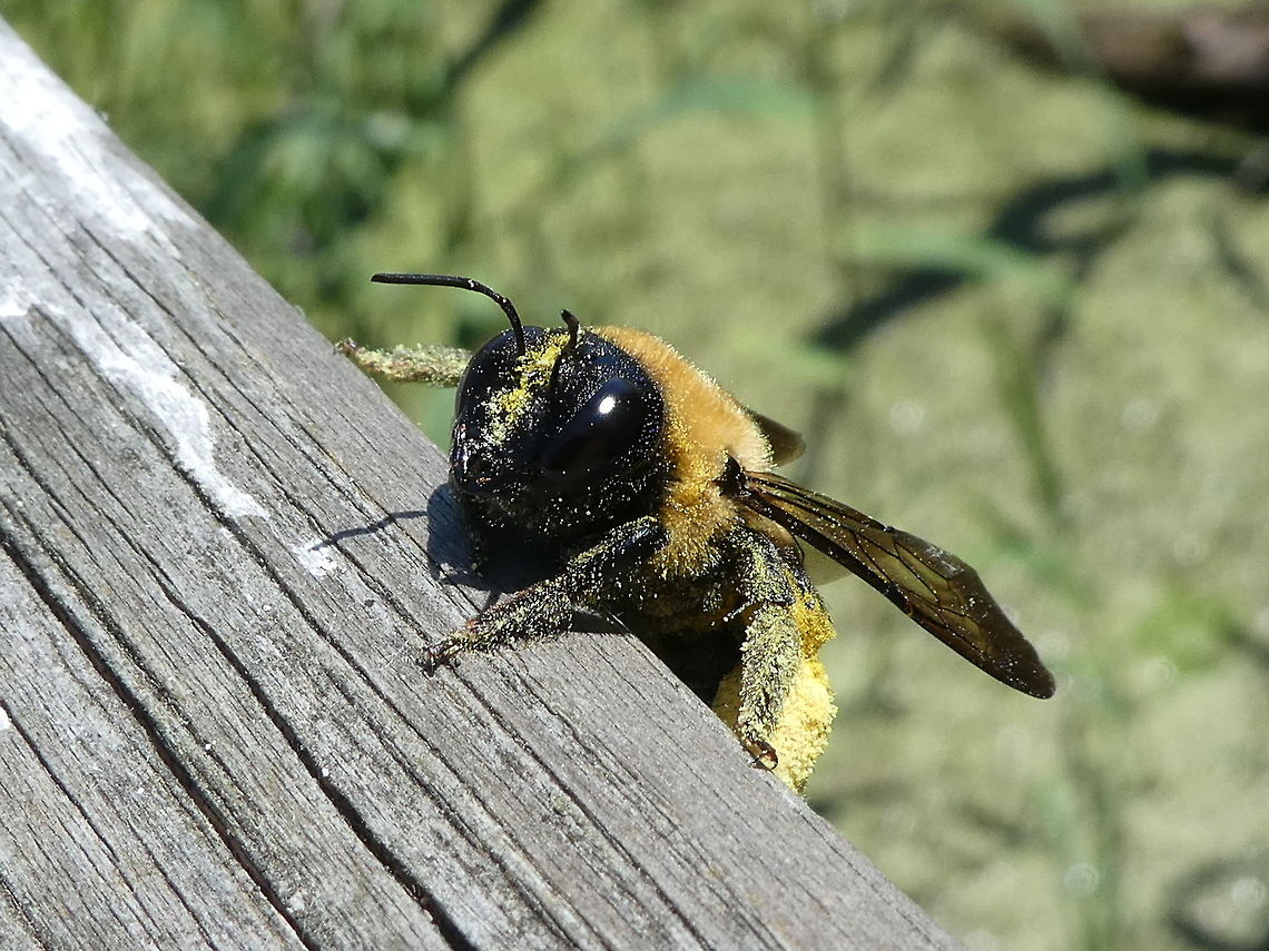 Eastern Carpenter Bee Covered with pollen, this Eastern Carpenter Bee (Xylocopa virginica) hangs on to the railing of an observation deck at a lagoon in the Fish Point Provincial Nature Reserve, Pelee Island, Ontario, Canada. Canada,Eastern Carpenter Bee,Fish Point Provincial Nature Reserve,Geotagged,Ontario,Pelee Island,Spring,Xylocopa virginica