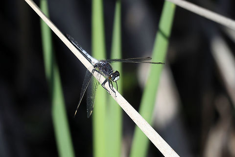 Frosted Whiteface Dragonfly Perched on a cattail reed is a Frosted Whiteface (Leucorrhinia frigida) Dragonfly at the Mer Bleue Conservation Area, Ottawa, Ontario, Canada. Ramsar site no. 755. Canada,Dragonfly,Frosted Whiteface,Frosted whiteface,Geotagged,Leucorrhinia frigida,Mer Bleue Conservation Area,Ontario,Ottawa,Ramsar wetland,Spring