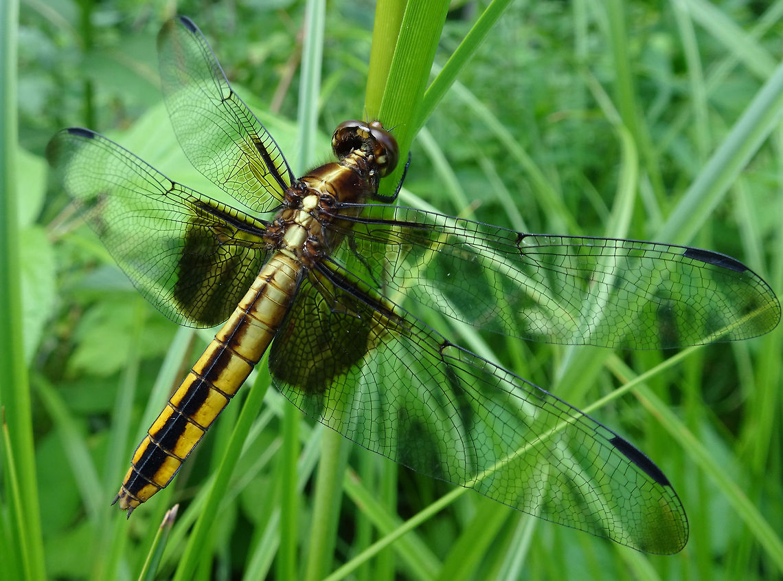 Widow Skimmer This female Widow Skimmer (Libellula luctuosa) has attached herself to the long grasses next to the road at Alleyn-et-Cawood, Quebec, Canada. Conservation Status: vulnerable (S3) in Qu&eacute;bec, CA (NatureServe). Alleyn-et-Cawood,Canada,Geotagged,Libellula luctuosa,Quebec,Summer,Widow Skimmer,dragonfly