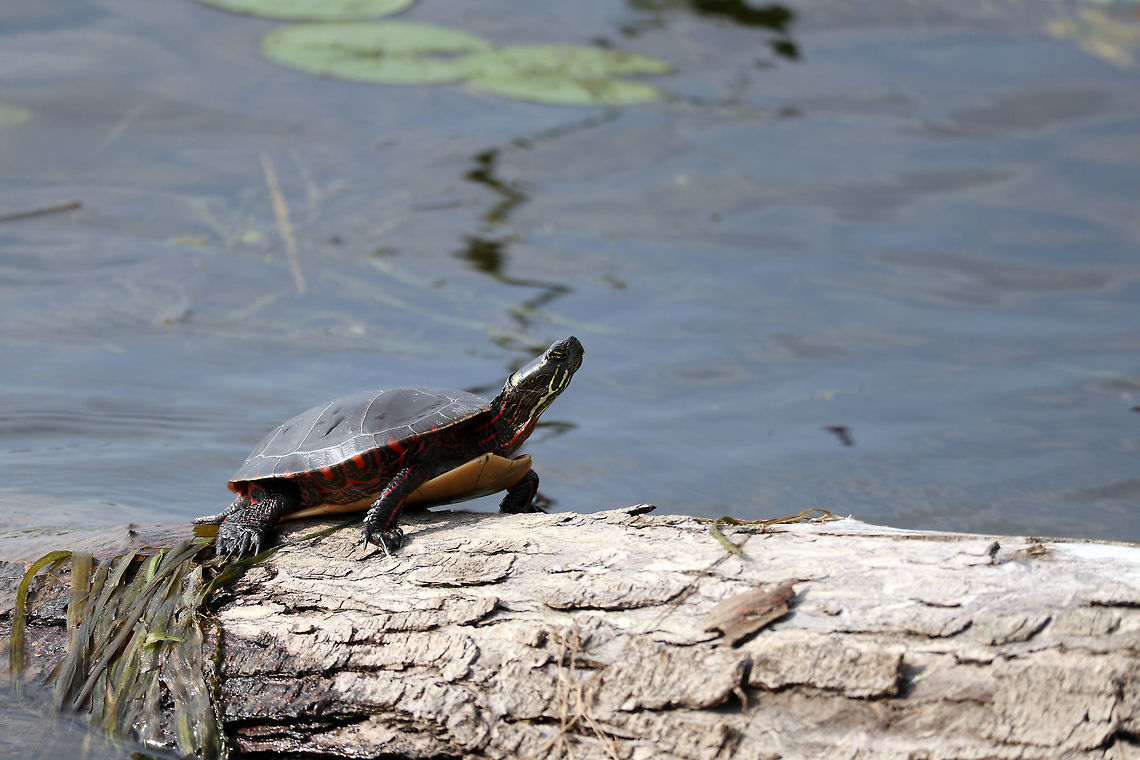 Midland Painted Turtle Midland Painted Turtle (Chrysemys picta marginata) sunning on a log along the shoreline of the Ottawa River at Petrie Island, Ottawa, Ontario, Canada.  Canada,Chrysemys picta,Chrysemys picta marginata,Geotagged,Midland Painted Turtle,Ontario,Ottawa,Painted turtle,Petrie Island,Summer,reptile