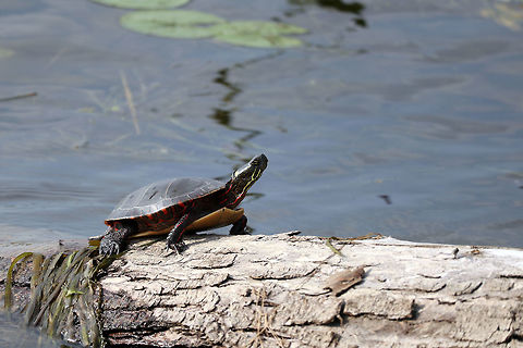 Midland Painted Turtle Midland Painted Turtle (Chrysemys picta marginata) sunning on a log along the shoreline of the Ottawa River at Petrie Island, Ottawa, Ontario, Canada.  Canada,Chrysemys picta,Chrysemys picta marginata,Geotagged,Midland Painted Turtle,Ontario,Ottawa,Painted turtle,Petrie Island,Summer,reptile