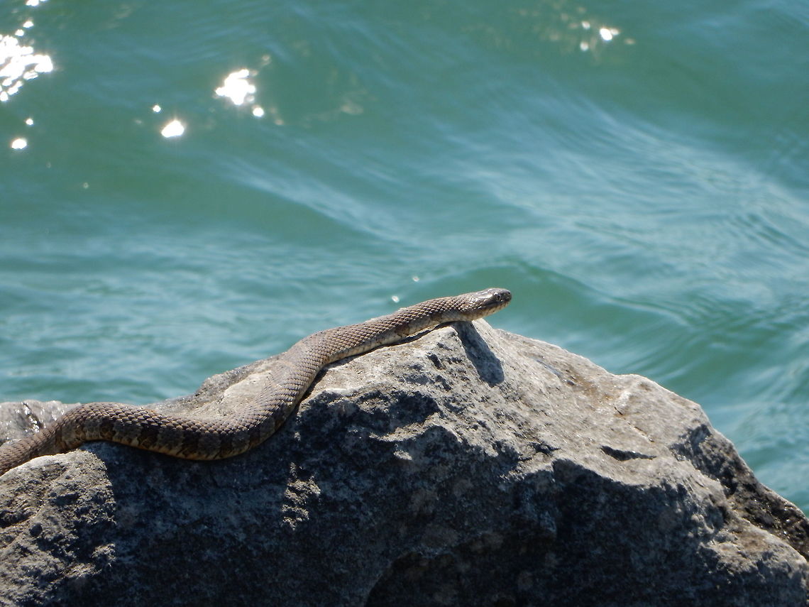 Lake Erie Watersnake Along the rocky shoreline of the island, you may sometimes see the Lake Erie Watersnake (Nerodia sipedon insularum) sunning on the rocks at Pelee Island, Ontario, Canada. Conservation Status: imperiled (G5T2) (NatureServe). Canada,Geotagged,Lake Erie Watersnake,Nerodia sipedon,Nerodia sipedon insularum,Northern Water Snake,Ontario,Pelee Island,Spring,imperiled species,reptile,sipedon