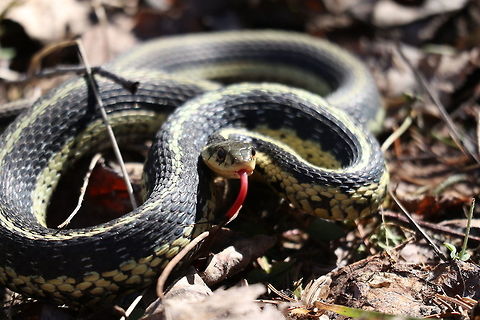 Eastern Garter Snake Eastern Garter Snake (Thamnophis sirtalis sirtalis) is sunning himself next to the trail at the Bill Mason Centre, Dunrobin, Ontario, Canada. Bill Mason Centre,Canada,Dunrobin,Eastern Garter Snake,Geotagged,Ontario,Spring,Thamnophis sirtalis sirtalis,reptile