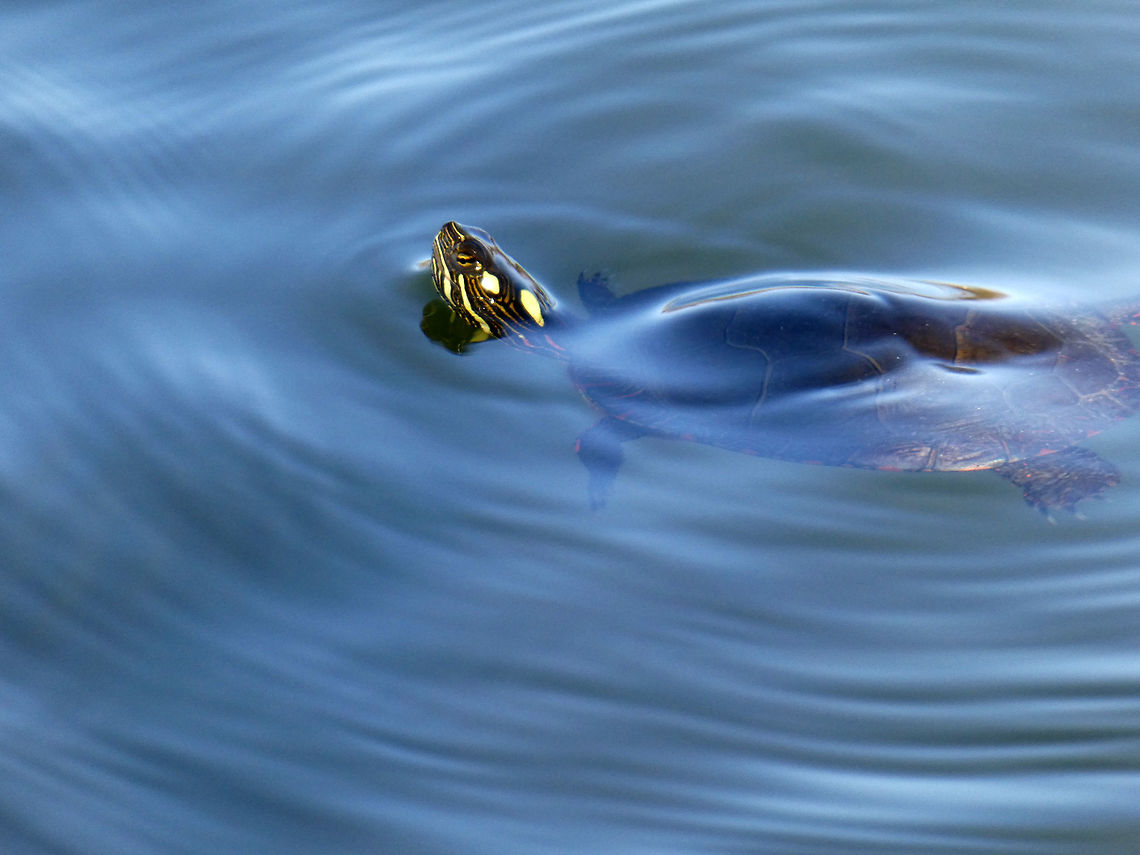 Midland Painted Turtle Coming up for air, a Midland Painted Turtle (Chrysemys picta marginata) floats on the waters of a large pond at Dunrobin, Ontario, Canada. Canada,Chrysemys picta,Chrysemys picta marginata,Dunrobin,Geotagged,Midland Painted Turtle,Ontario,Painted turtle,Spring,reptile