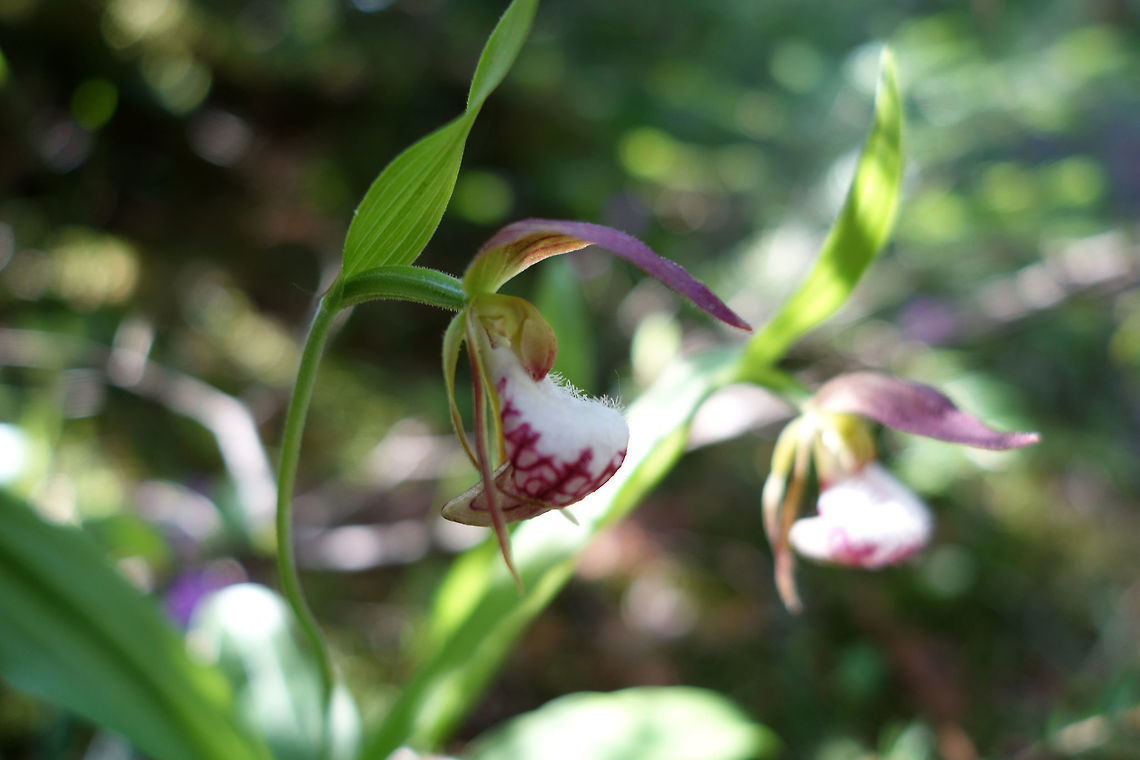 Ram's Head Lady's Slipper Deep in the moist woods of the Marlborough Forest, the Ram&#039;s Head Lady&#039;s Slippers (Cypripedium arietinum) bloom in Ottawa, Ontario, Canada. Conservation Status: vulnerable (N3N4) in Canada (NatureServe) Canada,Cypripedium arietinum,Geotagged,Marlborough Forest,Ontario,Ram's Head Lady's Slippers,Spring,vulnerable