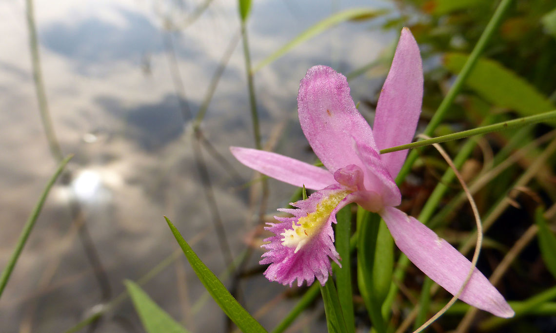 Rose Pogonia Cloudy skies reflect off the water where a lone Rose Pogonia orchid (Pogonia ophioglossoides) grows amongst the tall tangled grasses along the shoreline of a marsh. Alleyn-et-Cawood, Quebec, Canada. Alleyn-et-Cawood,Canada,Geotagged,Pogonia ophioglossoides,Quebec,Rose Pogonia,Snakemouth orchid,Summer,orchid