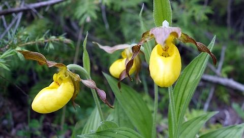 Large Yellow Lady's Slipper Orchid Amongst the poison ivy, the Large Yellow Lady's Slipper (Cypripedium parviflorum var pubescens) orchids were in bloom at the Marlborough Forest, Ontario, Canada. Canada,Cypripedium parviflorum,Cypripedium parviflorum pubescens,Geotagged,Large Yellow Lady's Slipper,Marlborough Forest,Ontario,Spring,Yellow lady's slipper,orchids