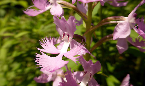 Greater Purple Fringed Orchid Greater Purple Fringed Orchid (Platanthera grandiflora) blooming on an old beaver dam at Alleyn-et-Cawood, Quebec, Canada. Conservation Status: vulnerable (S3?) in Québec, CA (NatureServe). Alleyn-et-Cawood,Canada,Geotagged,Greater Purple Fringed Orchid,Platanthera grandiflora,Platanthera psycodes,Quebec,Summer