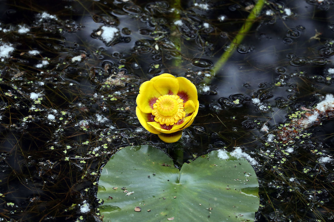 Rocky Mountain Pond-lily Everything grows bigger in the West including the Rocky Mountain Pond-lily (Nuphar polysepala) found at the Creston Valley Wildlife Management Area, British Columbia, Canada. Ramsar site no. 649. British Columbia,Canada,Creston Valley Wildlife Management Area,Geotagged,Nuphar polysepala,Ramsar wetland,Rocky Mountain Pond-lily,Spring
