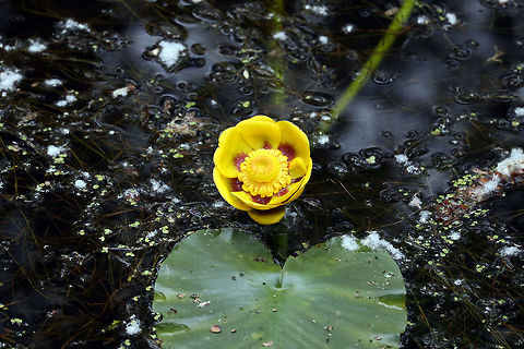 Rocky Mountain Pond-lily Everything grows bigger in the West including the Rocky Mountain Pond-lily (Nuphar polysepala) found at the Creston Valley Wildlife Management Area, British Columbia, Canada. Ramsar site no. 649. British Columbia,Canada,Creston Valley Wildlife Management Area,Geotagged,Nuphar polysepala,Ramsar wetland,Rocky Mountain Pond-lily,Spring