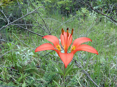 Western Wood Lily The Western Wood Lily (Lilium philadelphicum L. var. Andinum) stands high at the Columbia Wetlands, British Columbia, Canada. Ramsar site no. 1463. Conservation Status: vulnerable (S3S4) in British Columbia, CA (NatureServe). British Columbia,Canada,Columbia Wetlands,Geotagged,Lilium philadelphicum,Lilium philadelphicum L. var. Andinum,Ramsar wetland,Spring,Western Wood Lily,Wood lily,vulnerable