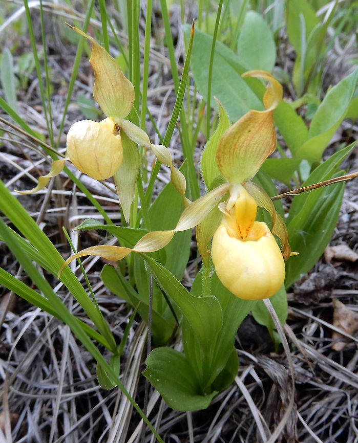 Southern Small Yellow Lady's-Slipper A dwarf version, the Southern Small Yellow Lady&#039;s-Slipper (Cypripedium parviflorum var. parviflorum) orchid can be found at the Columbia Wetlands, British Columbia, Canada. Ramsar site no. 1463. British Columbia,Canada,Columbia Wetlands,Cypripedium parviflorum,Cypripedium parviflorum var. parviflorum,Geotagged,Ramsar wetland,Southern Small Yellow Lady's-Slipper,Spring,Yellow lady's slipper,orchid