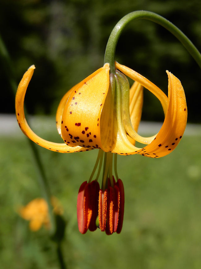 Columbia Lily Near the base of the mountain in open areas the Columbia Lily (Lilium columbianum) is in flower at Mount Revelstoke National Park, British Columbia, Canada. British Columbia,Canada,Columbia Lily,Geotagged,Lilium columbianum,Mount Revelstoke National Park,Spring