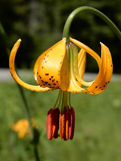 Columbia Lily Near the base of the mountain in open areas the Columbia Lily (Lilium columbianum) is in flower at Mount Revelstoke National Park, British Columbia, Canada. British Columbia,Canada,Columbia Lily,Geotagged,Lilium columbianum,Mount Revelstoke National Park,Spring