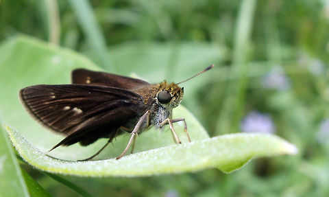Dun Skipper Resting on a common milkweed leaf, the almost black Dun Skipper (Euphyes vestris) is commonly found at Alleyn-et-Cawood, Quebec, Canada. Alleyn-et-Cawood,Canada,Dun Skipper,Euphyes vestris,Geotagged,Quebec,Summer,butterfly