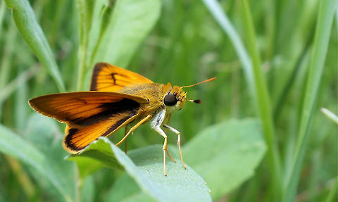 Delaware Skipper An uncommon butterfly is the Delaware Skipper (Anatrytone logan) in the long grass at Alleyn-et-Cawood, Quebec, Canada. Alleyn-et-Cawood,Anatrytone logan,Canada,Delaware Skipper,Geotagged,Quebec,Summer,butterfly