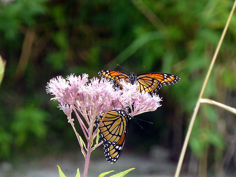 Viceroys A happy couple of Viceroy (Limenitis archippus) butterflies that mimic Monarchs on Joe Pye Weed at High Falls Conservation Area, Casselman, Ontario, Canada. Canada,Casselman,Geotagged,High Falls Conservation Area,Limenitis archippus,Ontario,Summer,Viceroy,butterflies