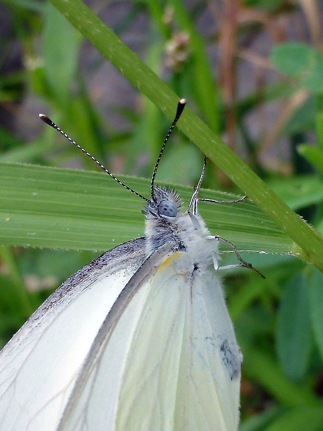 Mustard White A Mustard White (Pieris oleracea) butterfly on the shoreline of the South Nation River, High Falls Conservation Area, Casselman, Ontario, Canada. Canada,Casselman,Geotagged,High Falls Conservation Area,Mustard White,Mustard white,Ontario,Pieris oleracea,Summer,butterfly
