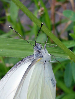 Mustard White A Mustard White (Pieris oleracea) butterfly on the shoreline of the South Nation River, High Falls Conservation Area, Casselman, Ontario, Canada. Canada,Casselman,Geotagged,High Falls Conservation Area,Mustard White,Mustard white,Ontario,Pieris oleracea,Summer,butterfly