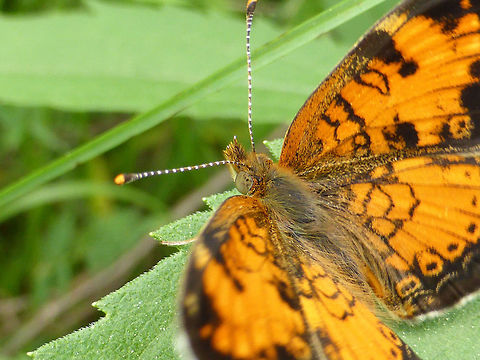 Northern Crescent A Northern Crescent (Phyciodes cocyta) butterfly rests amongst the high grass at the Mer Bleue Conservation Area, Ottawa, Ontario. Ramsar site no. 755. Canada,Geotagged,Mer Bleue Conservation Area,Northern Crescent,Ontario,Ottawa,Phyciodes cocyta,Ramsar wetland,Spring,butterfly