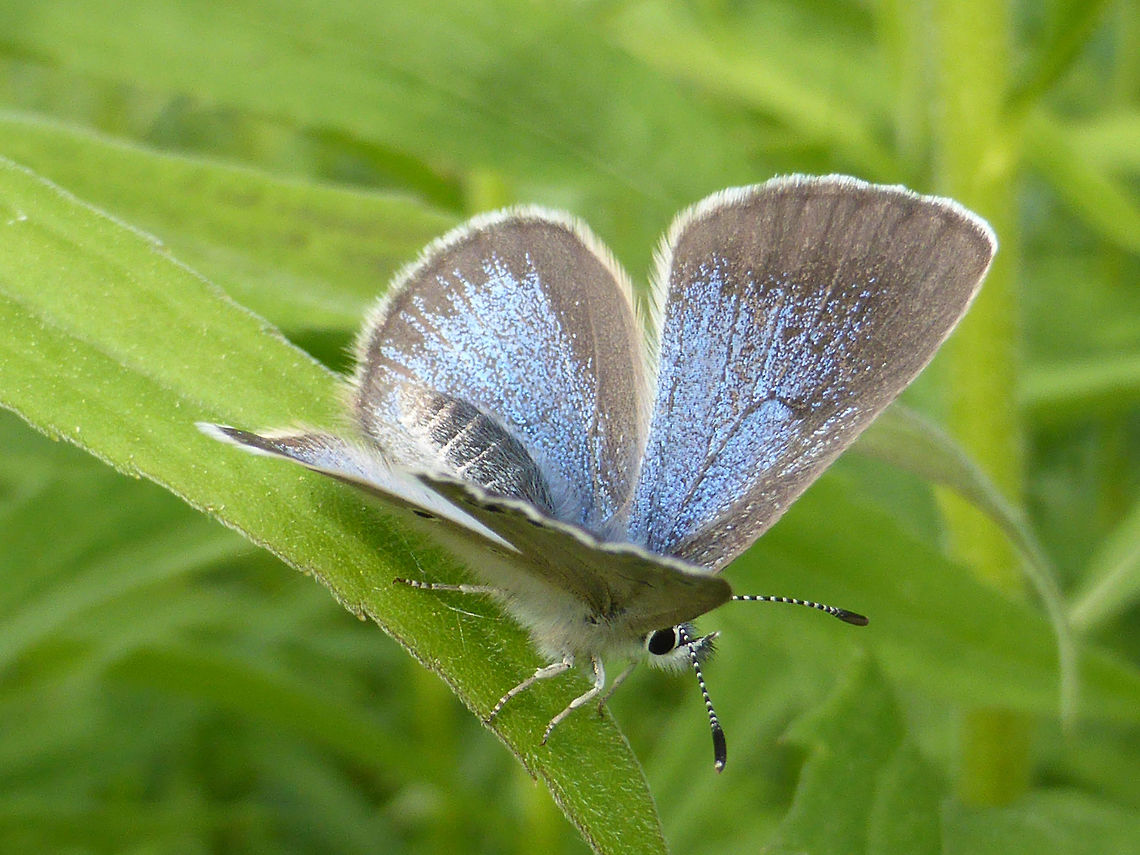 Silvery Blue Butterfly A Silvery Blue (Glaucopsyche lygdamus) butterfly showing his colour in the long grasses of an abandoned road at the Mer Bleue Conservation Area, Ottawa, Ontario, Canada. Ramsar site no. 755. Canada,Geotagged,Glaucopsyche lygdamus,Mer Bleue Conservation Area,Ontario,Ottawa,Ramsar wetland,Silvery Blue,Spring,butterfly
