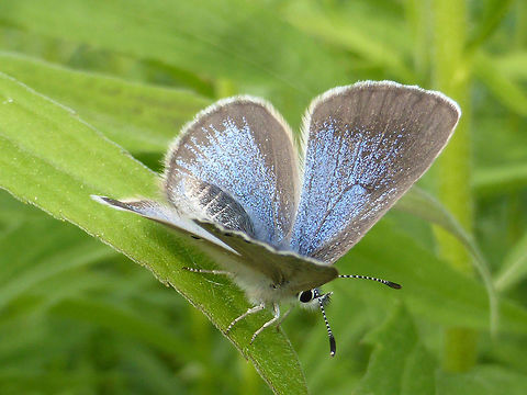 Silvery Blue Butterfly A Silvery Blue (Glaucopsyche lygdamus) butterfly showing his colour in the long grasses of an abandoned road at the Mer Bleue Conservation Area, Ottawa, Ontario, Canada. Ramsar site no. 755. Canada,Geotagged,Glaucopsyche lygdamus,Mer Bleue Conservation Area,Ontario,Ottawa,Ramsar wetland,Silvery Blue,Spring,butterfly