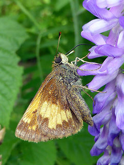 Hobomok Skipper Hobomok Skipper (Poanes hobomok) butterfly on a flower at the Purdon Conservation Area, Lanark, Ontario, Canada. Canada,Geotagged,Hobomok Skipper,Hobomok skipper,Lanark,Ontario,Poanes hobomok,Purdon Conservation Area,Summer,butterfly
