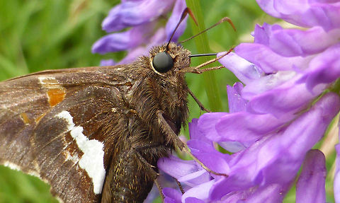 Silver-spotted Skipper Silver-spotted Skipper (Epargyreus clarus) on purple flowers at Mill Pond Conservation Area, Ontario, Canada. Canada,Epargyreus clarus,Geotagged,Mill Pond Conservation Area,Ontario,Silver-spotted Skipper,Summer,butterfly