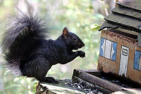 Eastern Gray Squirrel Black Phase The Eastern Gray Squirrel Black Phase (Sciurus carolinensis) a melanistic, is just as common as the gray phase at the Jack Pine Trail, Ottawa, Ontario, Canada. Black Phase,Canada,Eastern Gray Squirrel,Eastern gray squirrel,Fall,Geotagged,Jack Pine Trail,Ontario,Ottawa,Sciurus carolinensis,melanistic