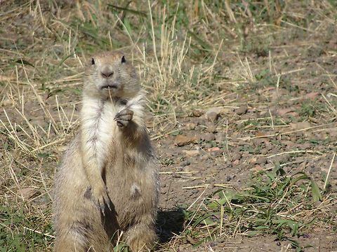 Black-tailed prairie dog