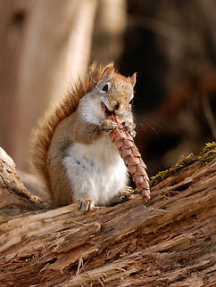 American Red Squirrel American Red Squirrel (Tamiasciurus hudsonicus) enjoys a pine cone on the Jack Pine Trail that runs through the city of Ottawa's greenbelt, Ottawa, Ontario, Canada. American Red Squirrel,American red squirrel,Canada,Geotagged,Jack Pine Trail,Ontario,Ottawa,Spring,Tamiasciurus hudsonicus
