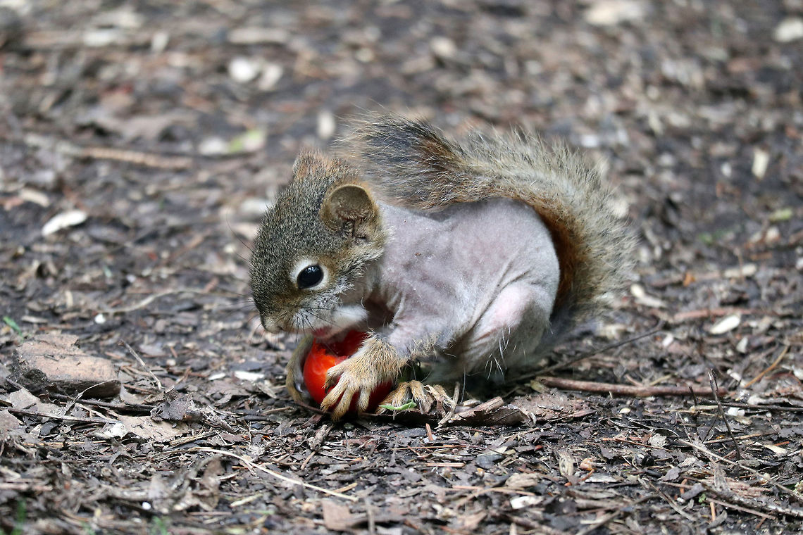 Baby American Red Squirrel A baby American Red Squirrel (Tamiasciurus hudsonicus) munches on a cherry tomato on the Jack Pine Trail, Ottawa, Ontario, Canada. American Red Squirrel,American red squirrel,Canada,Geotagged,Jack Pine Trail,Ontario,Ottawa,Spring,Tamiasciurus hudsonicus