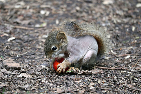 Baby American Red Squirrel A baby American Red Squirrel (Tamiasciurus hudsonicus) munches on a cherry tomato on the Jack Pine Trail, Ottawa, Ontario, Canada. American Red Squirrel,American red squirrel,Canada,Geotagged,Jack Pine Trail,Ontario,Ottawa,Spring,Tamiasciurus hudsonicus