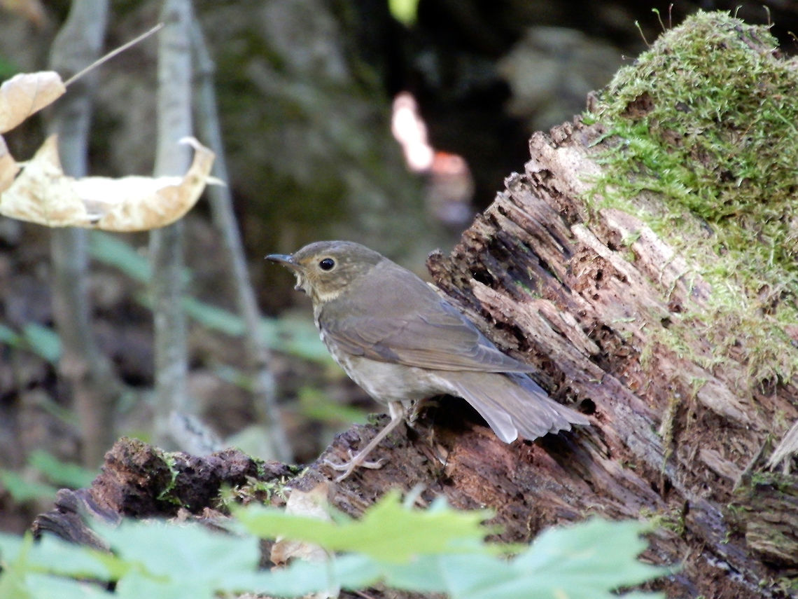 Swainson's Thrush Running around an old growth forest, more comfortable on the ground is a Swainson's Thrush (Catharus ustulatus) at the Shaw Woodlot, Ontario, Canada. Canada,Catharus ustulatus,Geotagged,Ontario,Shaw Woodlot,Summer,Swainson's Thrush,Swainsons thrush,bird