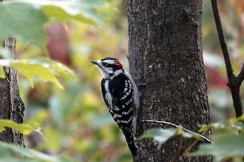 Downy Woodpecker Hanging around just looking, a Downy Woodpecker (Dryobates pubescens) is found at the Britannia Conservation Area, Mud Lake, Ottawa, Ontario, Canada. Britannia Conservation Area,Canada,Downy Woodpecker,Downy woodpecker,Dryobates pubescens,Geotagged,Mud Lake,Ontario,Ottawa,Summer,bird