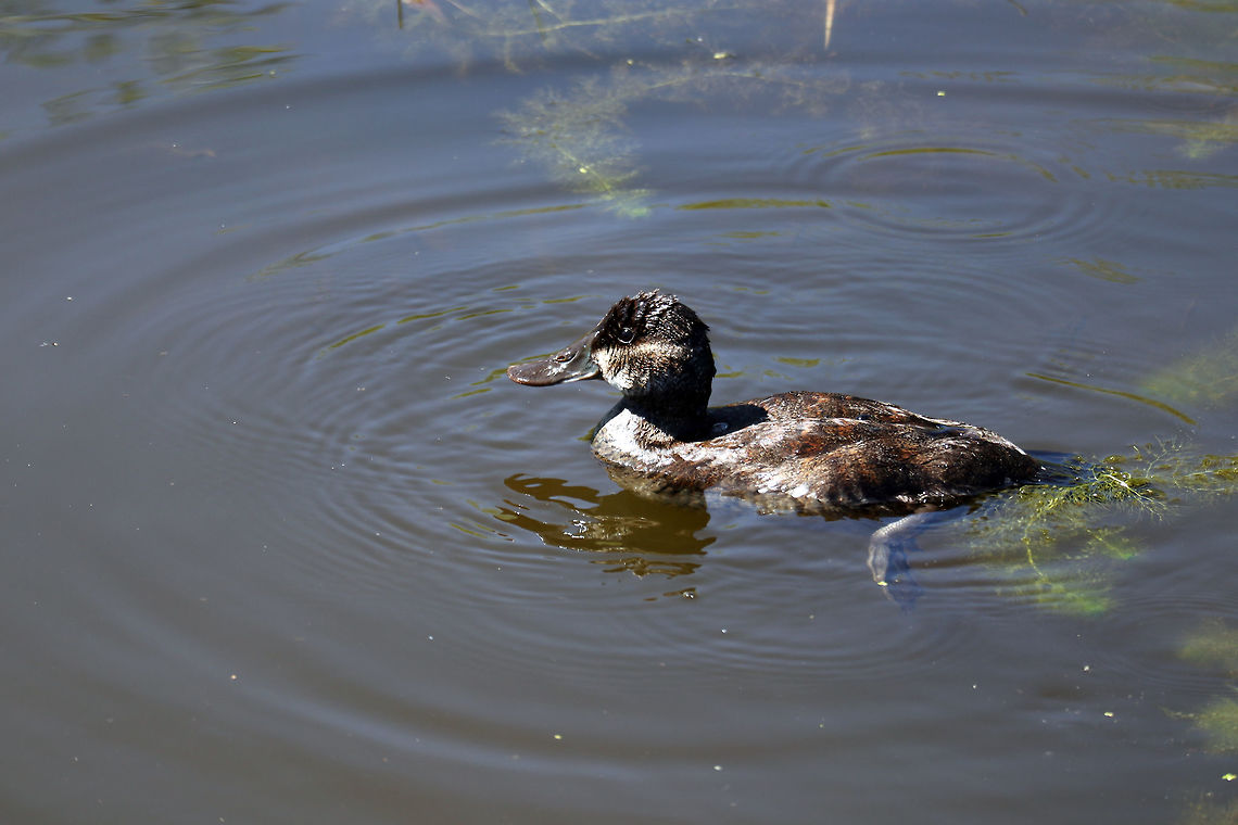 Ruddy Duck Female Ruddy Duck (Oxyura jamaicensis) dabbling around at Elk Island National Park, Alberta, Canada. Alberta,Canada,Elk Island National Park,Geotagged,Oxyura jamaicensis,Ruddy Duck,Ruddy duck,Spring,bird