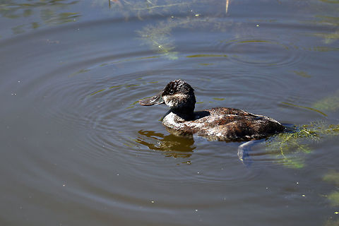 Ruddy Duck Female Ruddy Duck (Oxyura jamaicensis) dabbling around at Elk Island National Park, Alberta, Canada. Alberta,Canada,Elk Island National Park,Geotagged,Oxyura jamaicensis,Ruddy Duck,Ruddy duck,Spring,bird